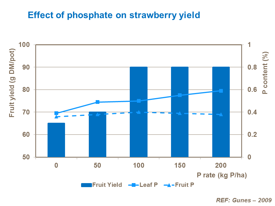 Effect of phosphate on strawberry yield