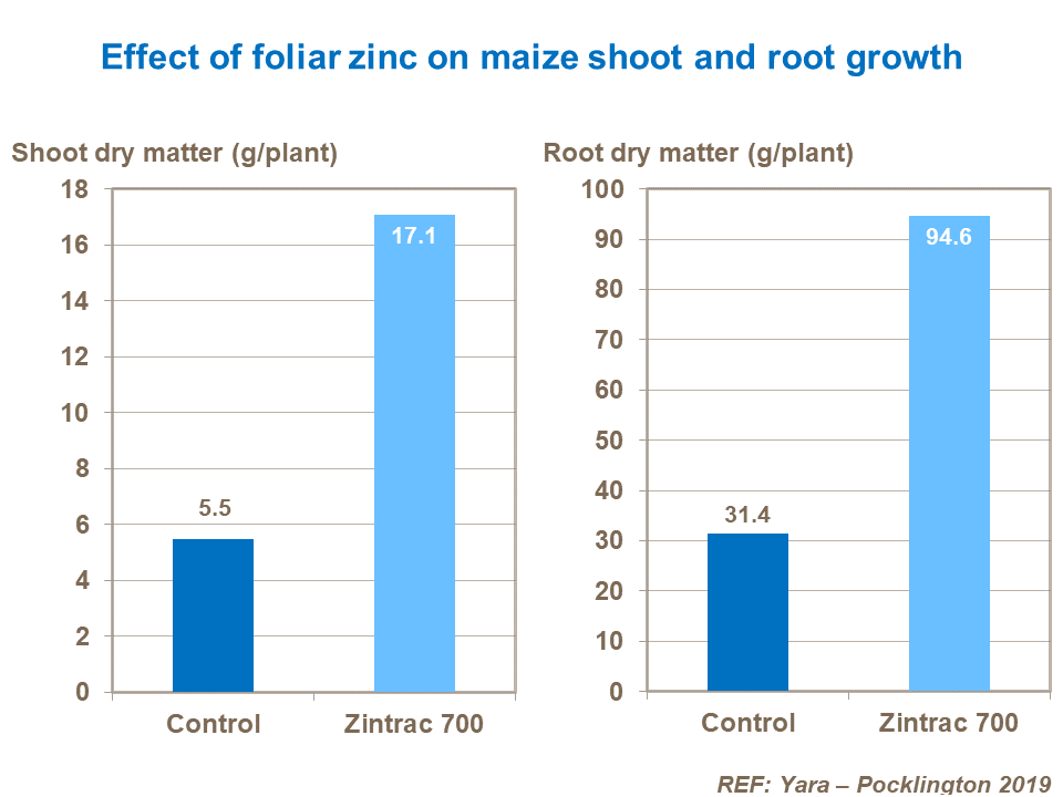 Effect of zinc on maize shoot and root growth