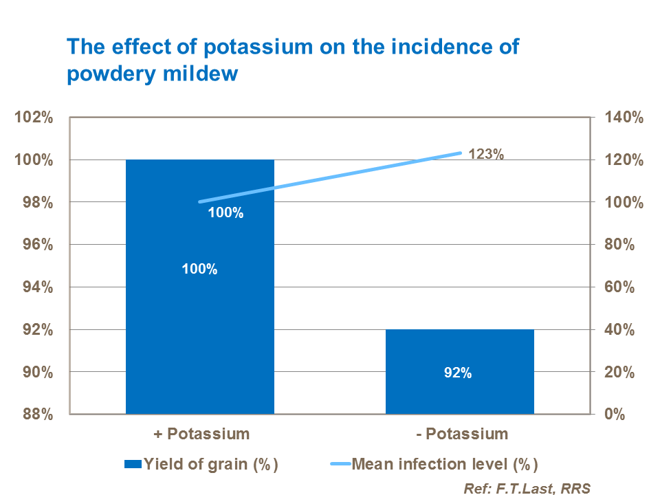 The effect of potassium on the incidence of powdery mildew