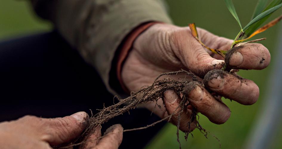 Hands holding roots of plant