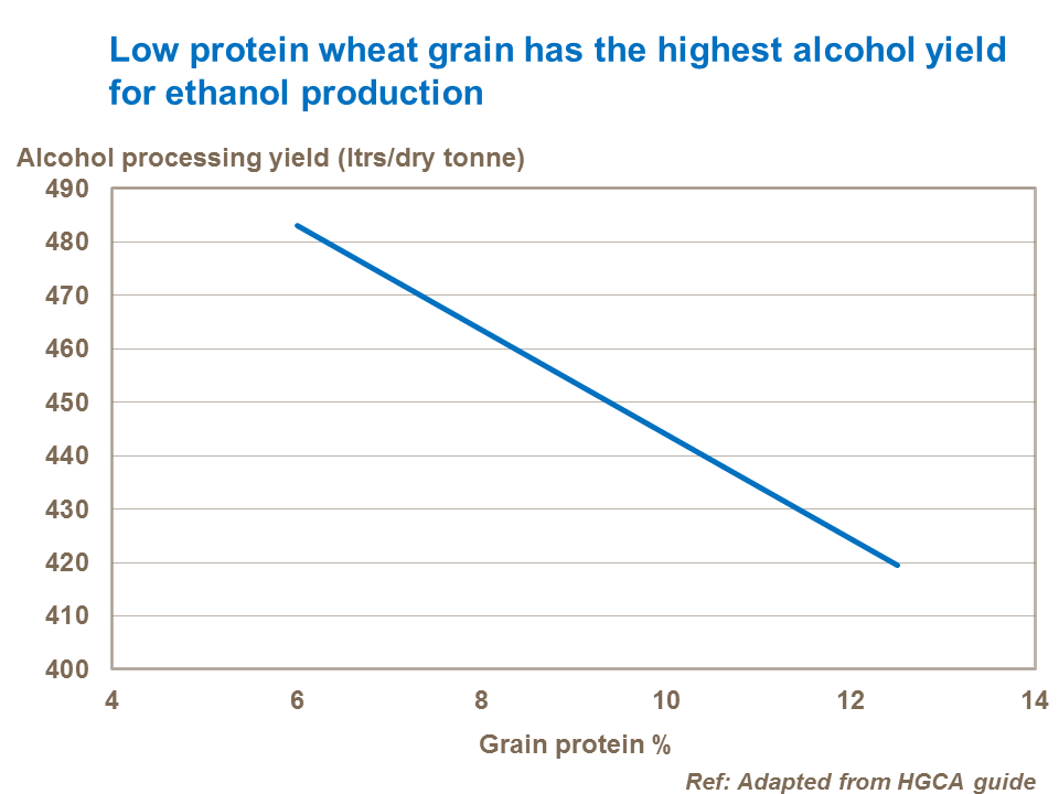 Low protein wheat grain has the highest alcohol yield for ethanol production