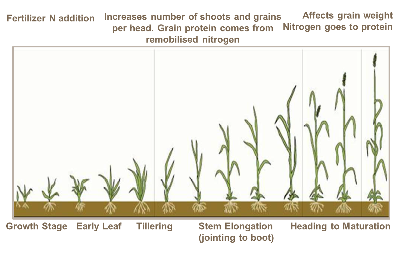 Effect of nitrogen and its timing on grain quality