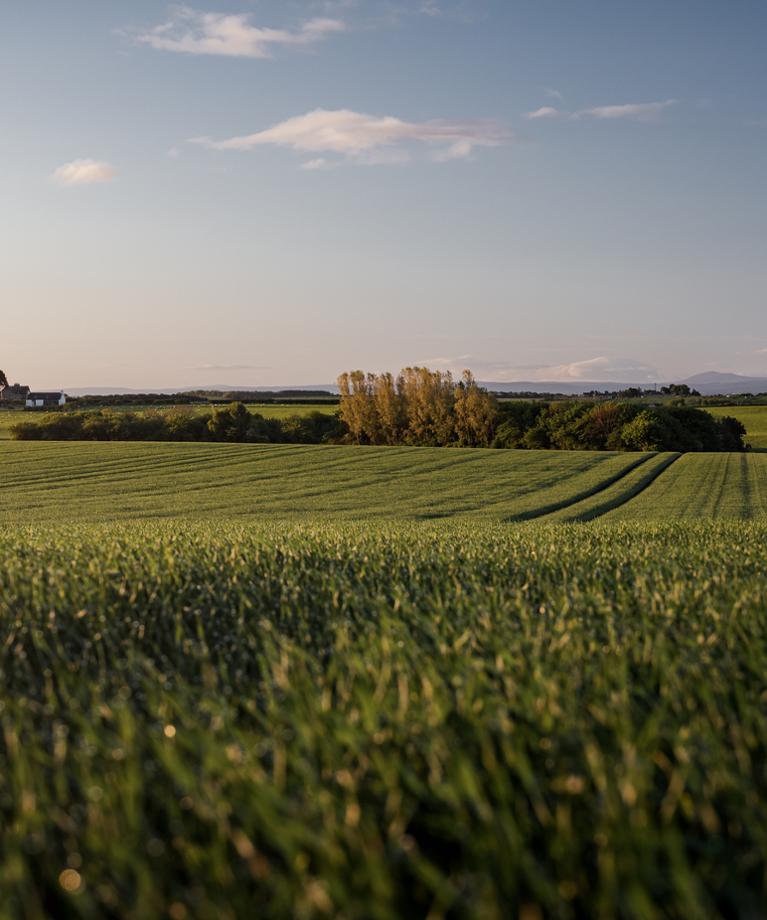 YaraMila Sulphur Cut