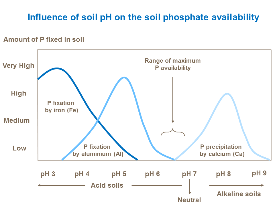 Influence of soil pH on the soil phosphate availability