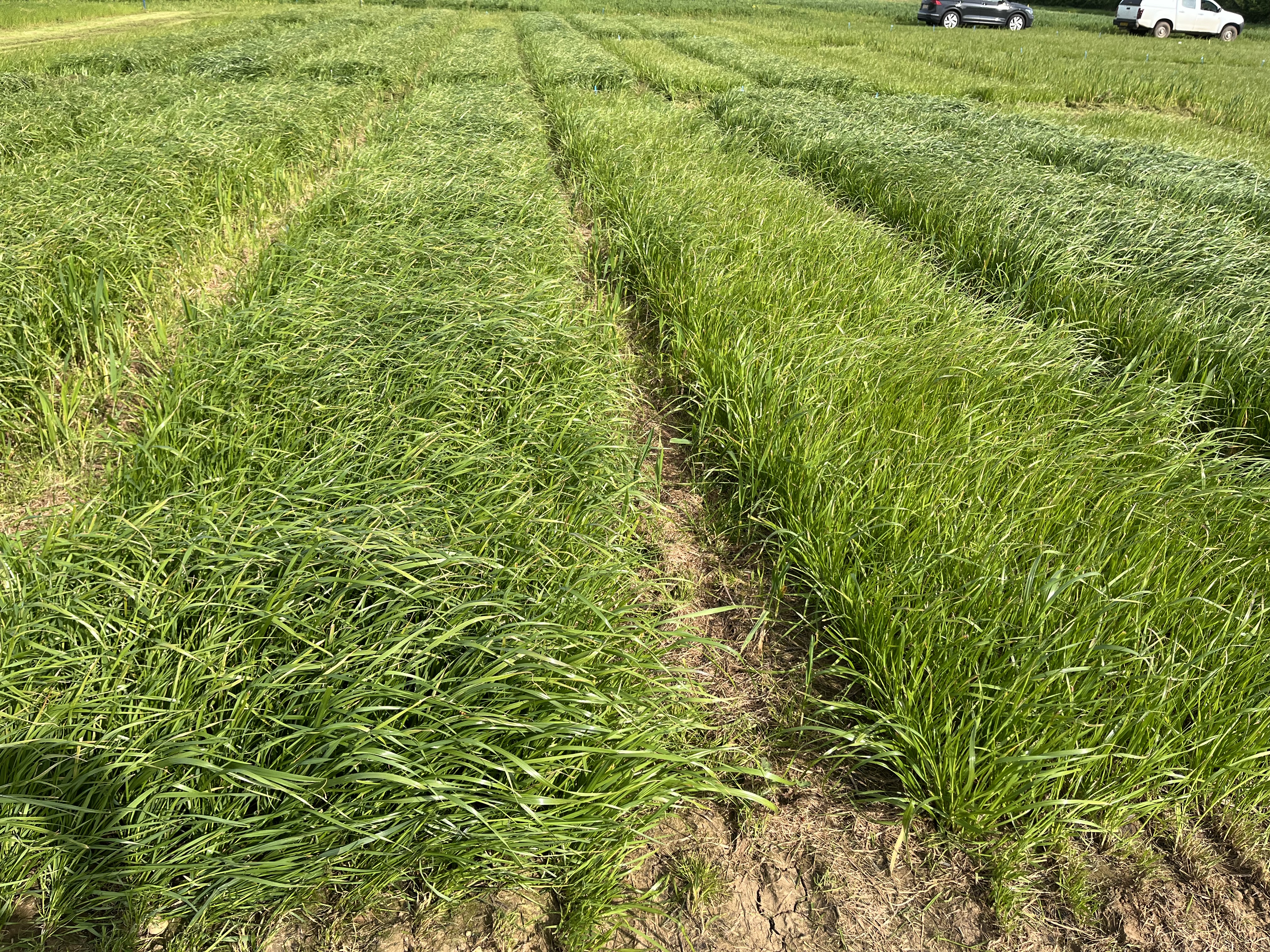 Photo of trial plots 