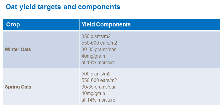 Oat yield components