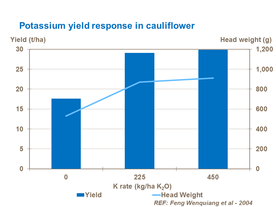 Potassium yield response in cauliflower